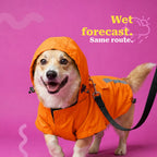#orange