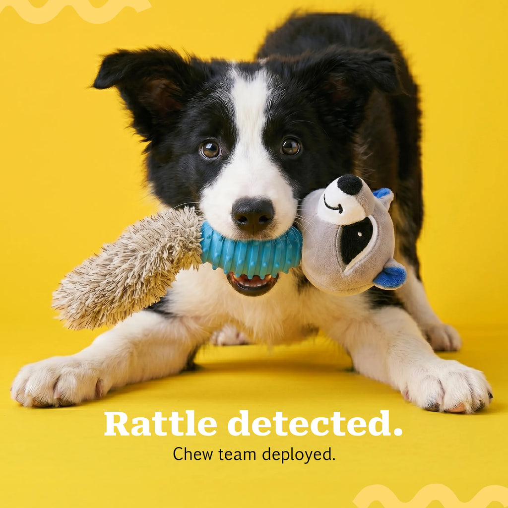RattleRaccoon | Crinkle Squeaky Toy for Pet Play