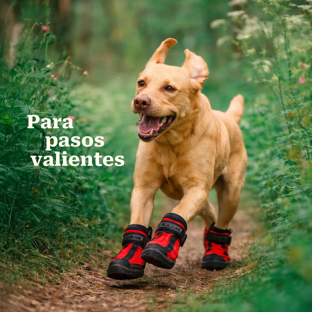 WanderStride Boots | Protective Non-Slip Pawwear for All-Weather Walks