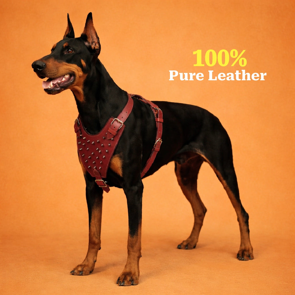 TopDog Harness